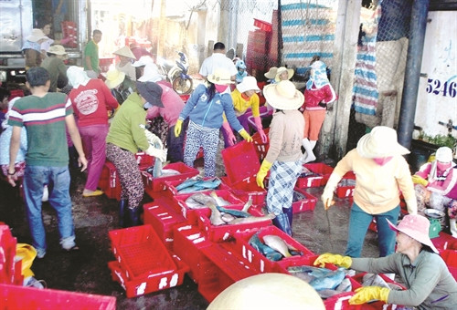 Những mẻ cá từ các con tàu được đóng theo Nghị định 67 Những mẻ cá từ các con tàu được đóng theo Nghị định 67