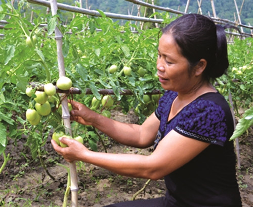 Gia đình chị Long Thị vân ở thôn Quang Tiến, xã Vũ Lễ, có kinh tế ổn định nhờ trồng cà chua Gia đình chị Long Thị vân ở thôn Quang Tiến, xã Vũ Lễ, có kinh tế ổn định nhờ trồng cà chua