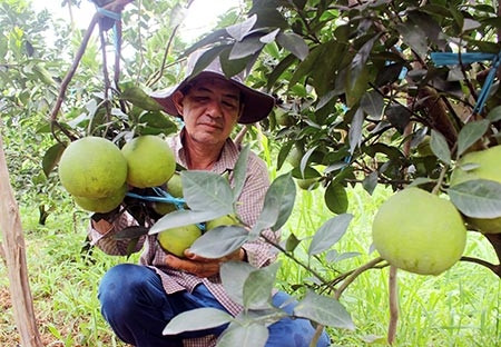 Cam xoàn hiện là loại cây trồng mang lại hiệu quả kinh tế cao cho người dân xã Thạnh Xuân. Cam xoàn hiện là loại cây trồng mang lại hiệu quả kinh tế cao cho người dân xã Thạnh Xuân.