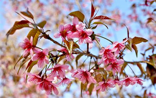 Hoa đào rừng chỉ có năm cánh hồng với nhụy dài đỏ rực nở. Hoa đào rừng chỉ có năm cánh hồng với nhụy dài đỏ rực nở.