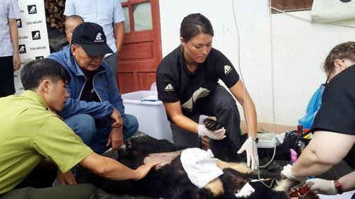 Nhân viên Trung tâm cứu hộ Gấu Việt Nam đang khám bệnh cho gấu Nguồn ảnh: Tổ chức động vật châu Á