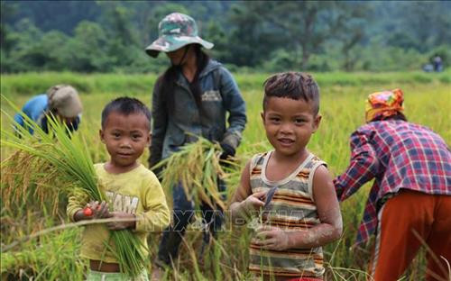 Trẻ em đồng bào Rục giúp đỡ bố mẹ thu hoạch lúa. Ảnh: TTXVN