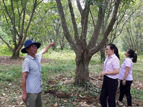 Cán bộ ngân hàng đến thăm mô hình phát triển kinh tế từ việc trồng rừng dẻ được đầu tư từ nguồn vốn tín dụng chính sách xã hội. Ảnh: Chu Hiệu - TTXVN Cán bộ ngân hàng đến thăm mô hình phát triển kinh tế từ việc trồng rừng dẻ được đầu tư từ nguồn vốn tín dụng chính sách xã hội. Ảnh: Chu Hiệu - TTXVN