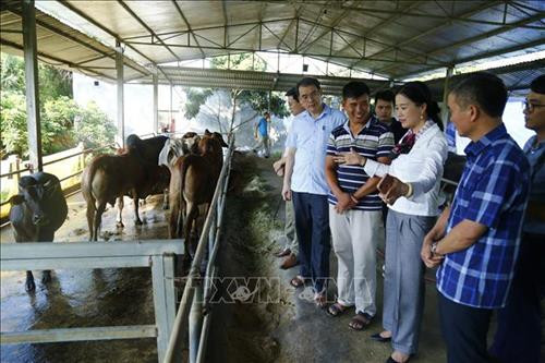 Đoàn chuyên gia về nông nghiệp đến thăm mô hình nuôi trâu, bò vỗ béo ở một hộ gia đình ở Tuyên Quang. Ảnh: Nam Sương – TTXVN Đoàn chuyên gia về nông nghiệp đến thăm mô hình nuôi trâu, bò vỗ béo ở một hộ gia đình ở Tuyên Quang. Ảnh: Nam Sương – TTXVN