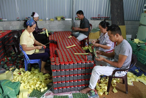 Công nhân đóng bao bì các sản phẩm dược liệu tại cơ sở sản xuất xã Gia Sinh. Ảnh: Thùy Dung - TTXVN Công nhân đóng bao bì các sản phẩm dược liệu tại cơ sở sản xuất xã Gia Sinh. Ảnh: Thùy Dung - TTXVN