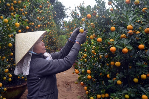 Nhiều chậu quất Tết đã được gắn tên khách hàng đặt mua. Nhiều chậu quất Tết đã được gắn tên khách hàng đặt mua.