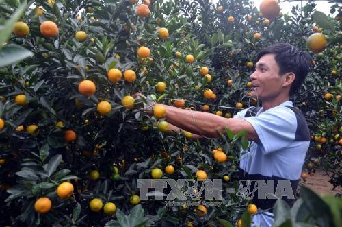 Buộc dây để tạo dáng cho cây quất. Buộc dây để tạo dáng cho cây quất.