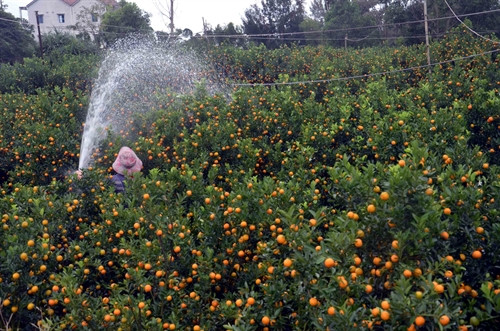 Người dân chăm sóc cây quất những ngày giáp Tết. Người dân chăm sóc cây quất những ngày giáp Tết.