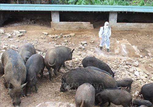 Người dân thôn Phìn Lò, xã Sơn Vĩ (huyện Mèo Vạc, Hà Giang) rắc vôi bột tiêu độc, khử trùng chuồng trại, ngăn chặn dịch bệnh. Ảnh: TTXVN phát Người dân thôn Phìn Lò, xã Sơn Vĩ (huyện Mèo Vạc, Hà Giang) rắc vôi bột tiêu độc, khử trùng chuồng trại, ngăn chặn dịch bệnh. Ảnh: TTXVN phát