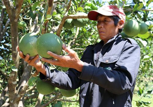 Vườn bưởi da xanh tại xã vùng cao Phước Bình (Bác Ái, Ninh Thuận). Ảnh: Nguyễn Thành - TTXVN