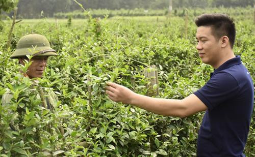 Anh Hoàng Khắc Cần đi thăm vùng nguyên liệu, cây thìa canh tại gia đình ông Phương Văn Dũng, xóm Đồng Phủ 2, xã Yên Ninh, huyện Phú Lương (Thái Nguyên). Ảnh: baothainguyen.org.vn Anh Hoàng Khắc Cần đi thăm vùng nguyên liệu, cây thìa canh tại gia đình ông Phương Văn Dũng, xóm Đồng Phủ 2, xã Yên Ninh, huyện Phú Lương (Thái Nguyên). Ảnh: baothainguyen.org.vn