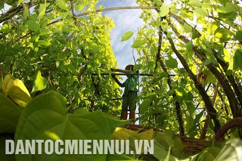 Những ngôi nhà khang trang của đồng bào Khmer ở ấp 5, xã Vĩnh Trung, huyện Vị Thủy xuất hiện ngày càng nhiều. Ảnh: Duy Khương Huyện Vị Thủy tổ chức đào tạo nghề gắn với tạo việc làm cho nhiều hộ đồng bào Khmer. Ảnh: Duy Khương Huyện Vị Thủy quan tâm, phát triển các mô hình sản xuất hiệu quả vùng đồng bào dân tộc Khmer. Ảnh: Duy Khương