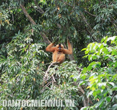 Vườn Quốc gia Cát Tiên là nơi cư trú của các loài động vật hoang dã như: gấu, khỉ, voọc… Vườn Quốc gia Cát Tiên là nơi cư trú của các loài động vật hoang dã như: gấu, khỉ, voọc…