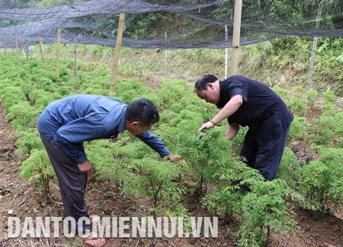 Ông Hà Quốc Vượng hướng dẫn người dân địa phương cách chăm sóc cây đinh lăng. Ảnh: Hoàng Nguyên Ông Hà Quốc Vượng hướng dẫn người dân địa phương cách chăm sóc cây đinh lăng. Ảnh: Hoàng Nguyên