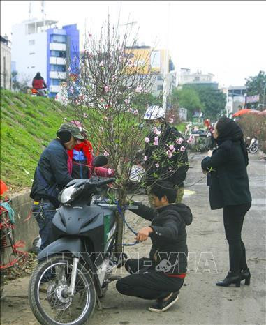 Người dân mua đào sớm tại chợ hoa Quảng An, quận Tây Hồ. Ảnh: Ảnh Tuấn Đức - TTXVN