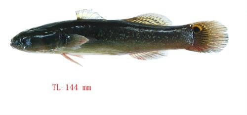 Cá bống bớp - Bostrichthys sinensis Cá bống bớp - Bostrichthys sinensis