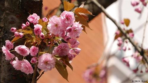 Vào dịp cuối xuân hàng năm, khu phố Altstadt ở thành phố Bonn phía tây nước Đức lại được nhuộm hồng bởi hàng trăm cây anh đào đang nở hoa rực rỡ. Ảnh: Heike Mund. Bonn là thành phố nằm phía nam bang Nordrhein-Westfalen, cạnh bờ sông Rhine. Đây là một trong những thành phố cổ và có trường đại học Bonn nổi tiếng của Đức. Ảnh: Flickr. Ở khu phố Altstadt trồng rất nhiều cây anh đào hai bên vỉa hè. Mỗi mùa xuân hoa nở tạo nên một "đường hầm hoa anh đào" đẹp mê mẩn. Altstadt được nhiều lần bình chọn là nơi có "đường hầm hoa" đẹp nhất thế giới. Ảnh: Flickr. Hoa anh đào ở đây thường nở trong 2-3 tuần vào cuối tháng 4 đầu tháng 5. Hai hàng cây anh đào bung nở trở thành một điểm đến hấp dẫn, thu hút du khách, nhiếp ảnh gia và cả người dân địa phương tới tản bộ, vãn cảnh, chụp ảnh lưu niệm. Ảnh: Geisler. Altstadt có nghĩa là "Old Town" - Phố cổ của Bonn, trong đó hai đoạn đường Heerstraße và Breite Straße trồng nhiều hoa anh đào nhất. Trước đây khu phố rất bình thường và mọi người chỉ nhớ đến nó với cảnh tắc đường. Vào giữa thập niên 1980, các nhà quy hoạch đô thị thực hiện một cuộc đổi mới cho những con đường nhỏ hẹp ở đây để giảm ách tắc giao thông và trồng thêm hoa anh đào Nhật Bản. Ảnh: Heike Mund. Ban đầu thành phố Bonn trồng 60 cây anh đào Nhật Bản có màu hồng tươi. Sau khi những cây ban đầu đã trồng được 30 năm thì thành phố thay thế bằng khoảng 300 cây mới vào năm 2014. Ảnh: Heike Mund. Những con đường hoa anh đào ở Bonn từ đó trở thành điểm đến nổi tiếng không chỉ trong nước Đức mà cả thế giới. Ở Altstadt không tổ chức lễ hội hoa anh đào thường niên như các nước châu Á nhưng có chợ flea market bán phụ kiện, đồ lưu niệm và đồ ăn, biểu diễn nhạc sống ngoài trời... phục vụ du khách. Ảnh: Heike Mund. Vào dịp cuối xuân hàng năm, khu phố Altstadt ở thành phố Bonn phía tây nước Đức lại được nhuộm hồng bởi hàng trăm cây anh đào đang nở hoa rực rỡ. Ảnh: Heike Mund. Bonn là thành phố nằm phía nam bang Nordrhein-Westfalen, cạnh bờ sông Rhine. Đây là một trong những thành phố cổ và có trường đại học Bonn nổi tiếng của Đức. Ảnh: Flickr. Ở khu phố Altstadt trồng rất nhiều cây anh đào hai bên vỉa hè. Mỗi mùa xuân hoa nở tạo nên một "đường hầm hoa anh đào" đẹp mê mẩn. Altstadt được nhiều lần bình chọn là nơi có "đường hầm hoa" đẹp nhất thế giới. Ảnh: Flickr. Hoa anh đào ở đây thường nở trong 2-3 tuần vào cuối tháng 4 đầu tháng 5. Hai hàng cây anh đào bung nở trở thành một điểm đến hấp dẫn, thu hút du khách, nhiếp ảnh gia và cả người dân địa phương tới tản bộ, vãn cảnh, chụp ảnh lưu niệm. Ảnh: Geisler. Altstadt có nghĩa là "Old Town" - Phố cổ của Bonn, trong đó hai đoạn đường Heerstraße và Breite Straße trồng nhiều hoa anh đào nhất. Trước đây khu phố rất bình thường và mọi người chỉ nhớ đến nó với cảnh tắc đường. Vào giữa thập niên 1980, các nhà quy hoạch đô thị thực hiện một cuộc đổi mới cho những con đường nhỏ hẹp ở đây để giảm ách tắc giao thông và trồng thêm hoa anh đào Nhật Bản. Ảnh: Heike Mund. Ban đầu thành phố Bonn trồng 60 cây anh đào Nhật Bản có màu hồng tươi. Sau khi những cây ban đầu đã trồng được 30 năm thì thành phố thay thế bằng khoảng 300 cây mới vào năm 2014. Ảnh: Heike Mund. Những con đường hoa anh đào ở Bonn từ đó trở thành điểm đến nổi tiếng không chỉ trong nước Đức mà cả thế giới. Ở Altstadt không tổ chức lễ hội hoa anh đào thường niên như các nước châu Á nhưng có chợ flea market bán phụ kiện, đồ lưu niệm và đồ ăn, biểu diễn nhạc sống ngoài trời... phục vụ du khách. Ảnh: Heike Mund.