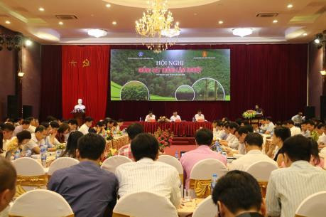 85% diện tích rừng trồng sử dụng giống có kiểm soát. Ảnh: bnews.vn