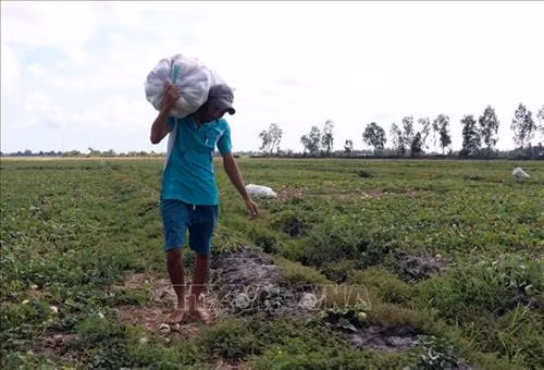 Nông dân xã Vĩnh Bình Bắc vận chuyển dưa lê đi tiêu thụ. Ảnh: Lê Huy Hải - TTXVN