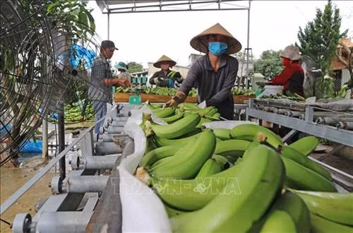 Mô hình liên kết giữa Hợp tác xã Laba Phú Sơn (huyện Lâm Hà, tỉnh Lâm Đồng) với các hộ dân mở rộng vùng nguyên liệu cho thị trường xuất khẩu chuối Laba sang Nhật đã cho nông dân có thu nhập ổn định. Ảnh: Nguyễn Dũng – TTXVN
