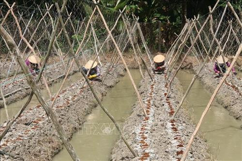 Chuẩn bị xuống giống dưa leo ở Tiền Giang. Ảnh: Minh Trí - TTXVN Chuẩn bị xuống giống dưa leo ở Tiền Giang. Ảnh: Minh Trí - TTXVN