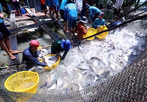 Thu hoạch cá tra tại hộ nông dân sản xuất liên kết với Tập đoàn Sao Mai An Giang ở thành phố Cần Thơ. Ảnh: Vũ Sinh - TTXVN