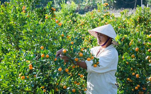 Người dân xã Thanh Luông cắt tỉa quất chuẩn bị cung ứng thị trường Tết. Ảnh: Xuân Tư - TTXVN Người dân xã Thanh Luông cắt tỉa quất chuẩn bị cung ứng thị trường Tết. Ảnh: Xuân Tư - TTXVN