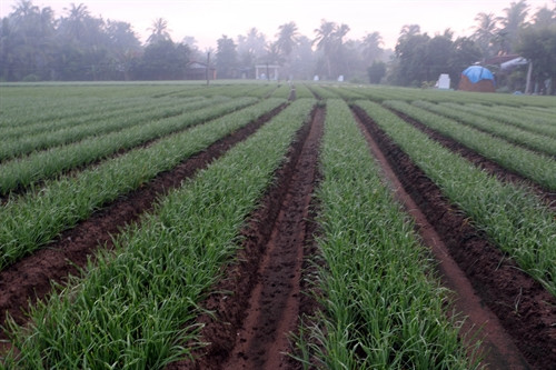 Cây hẹ chiếm 90% diện tích cây hoa màu ở xã Nhuận Phú Tân vì có đầu ra ổn định. Cây hẹ chiếm 90% diện tích cây hoa màu ở xã Nhuận Phú Tân vì có đầu ra ổn định.