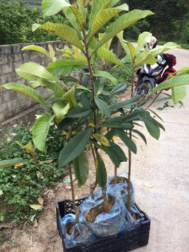 Cây tỳ bà - đặc sản Lào Cai, Lạng Sơn ảnh 7