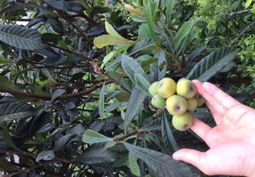 Cây tỳ bà - đặc sản Lào Cai, Lạng Sơn ảnh 1