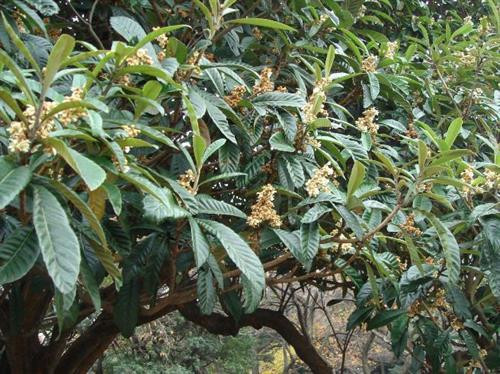 Cây tỳ bà - đặc sản Lào Cai, Lạng Sơn ảnh 8