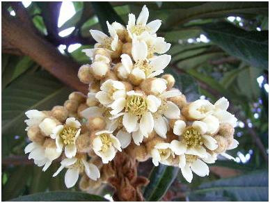 Cây tỳ bà - đặc sản Lào Cai, Lạng Sơn ảnh 5