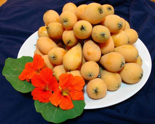 Cây tỳ bà - đặc sản Lào Cai, Lạng Sơn ảnh 2