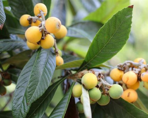 Cây tỳ bà - đặc sản Lào Cai, Lạng Sơn ảnh 6