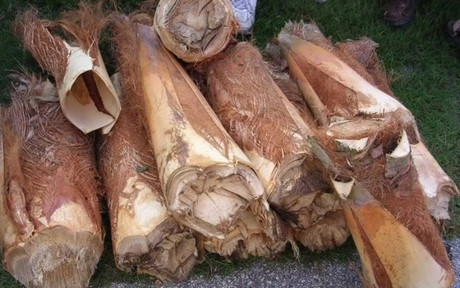 Củ hũ dừa là phần non nhất trên đọt cây dừa, được coi như “trái tim” của cây dừa