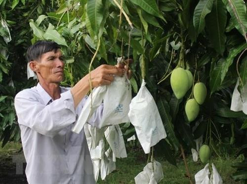 Nông dân chăm sóc cây xoài. Ảnh: TTXVN