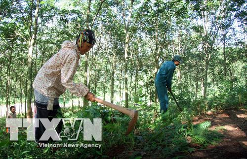 Người dân chăm sóc cây cao su. Ảnh: Việt Hoàng - TTXVN Người dân chăm sóc cây cao su. Ảnh: Việt Hoàng - TTXVN