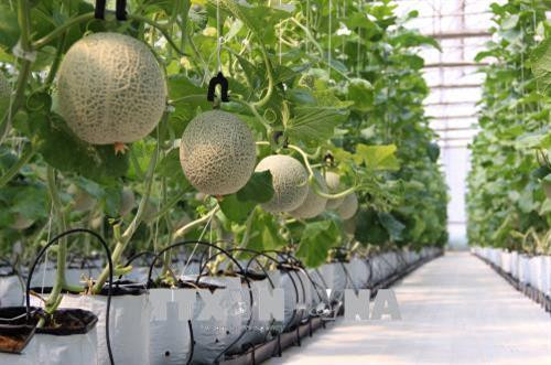 Các nhà màng trồng dưa lưới giống Nhật Bản với diện tích lên đến 12.000 m2. Ảnh: Xuân Dự - TTXVN Các nhà màng trồng dưa lưới giống Nhật Bản với diện tích lên đến 12.000 m2. Ảnh: Xuân Dự - TTXVN
