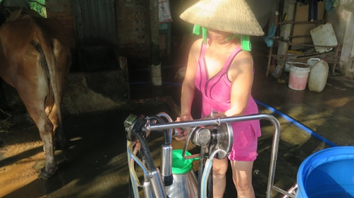 Chị Huỳnh Thị Thắm làm vệ sinh máy vắt sữa