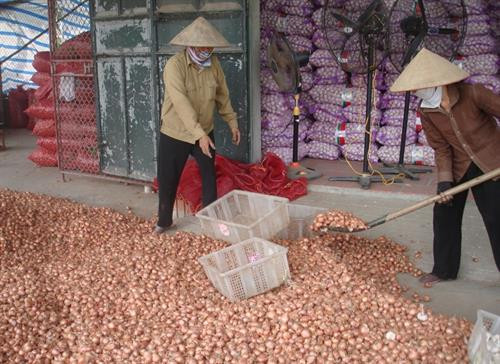 Công nhân đóng bao hành củ sau khi phơi trước khi đưa đi tiêu thụ. Ảnh: tuhaoviet.vn