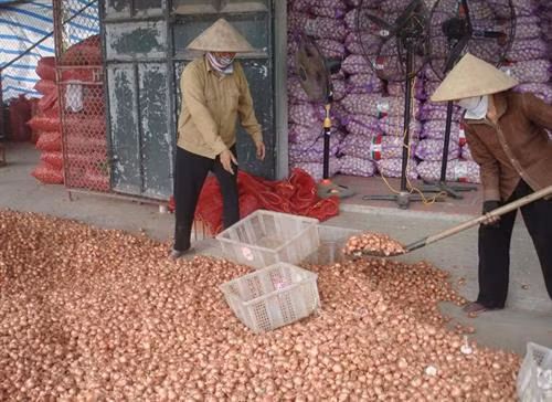 Công nhân đóng bao hành củ sau khi phơi trước khi đưa đi tiêu thụ. Ảnh: tuhaoviet.vn