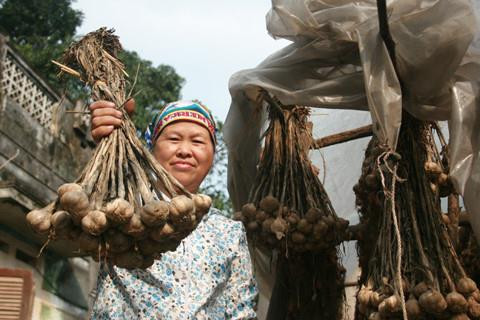 Bà Phạm Thị Hị khoe túm tỏi do gia đình trồng sau nhiều tháng bảo quản vẫn rất mẩy, củ to và chất lượng rất tốt. (Nguồn ảnh Internet) Bà Phạm Thị Hị khoe túm tỏi do gia đình trồng sau nhiều tháng bảo quản vẫn rất mẩy, củ to và chất lượng rất tốt. (Nguồn ảnh Internet)