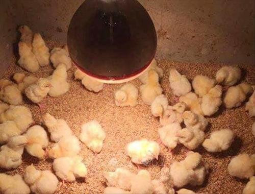 Gà Đông Tảo giống được chăm sóc kỹ lưỡng. Ảnh: Tuấn Anh-TTXVN Gà Đông Tảo giống được chăm sóc kỹ lưỡng. Ảnh: Tuấn Anh-TTXVN