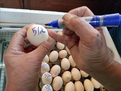 Trứng gà Đông Tảo giống chuẩn bị được đưa vào lò ấp. Ảnh: Tuấn Anh-TTXVN Trứng gà Đông Tảo giống chuẩn bị được đưa vào lò ấp. Ảnh: Tuấn Anh-TTXVN