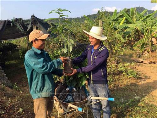 Các hộ dân ở làng thanh niên lập nghiệp Thạnh Mỹ được hỗ trợ cây giống về trồng tại vườn nhà. Ảnh: Đỗ Trưởng - TTXVN Các hộ dân ở làng thanh niên lập nghiệp Thạnh Mỹ được hỗ trợ cây giống về trồng tại vườn nhà. Ảnh: Đỗ Trưởng - TTXVN