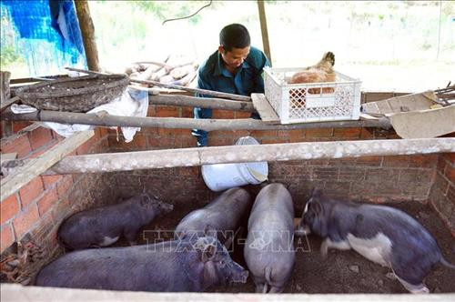 Mô hình chăn nuôi heo đen trên nền đệm lót sinh học được nhân rộng tại làng thanh niên lập nghiệp Thạnh Mỹ. Ảnh: Đỗ Trưởng – TTXVN Mô hình chăn nuôi heo đen trên nền đệm lót sinh học được nhân rộng tại làng thanh niên lập nghiệp Thạnh Mỹ. Ảnh: Đỗ Trưởng – TTXVN