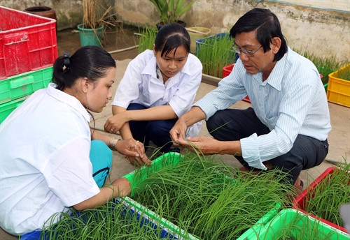 Tiến sĩ Trần Tấn Phương và các cộng sự kiểm tra độ sinh trưởng của những giống lua mới đặc sản