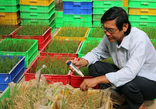 Tiến sĩ Trần Tấn Phương đang chọn tạo ra những giống lua mới có khả năng chịu mặn cao, thích nghi với biến đổi khí hậu