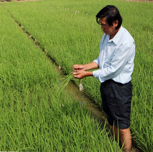 Tiến sĩ Trần Tấn Phương và các cộng sự đã lai tạo thành công hàng chục giống lúa thơm ST nổi tiếng chất lượng cao, được thị trường trong và ngoài nước ưa chuộng.