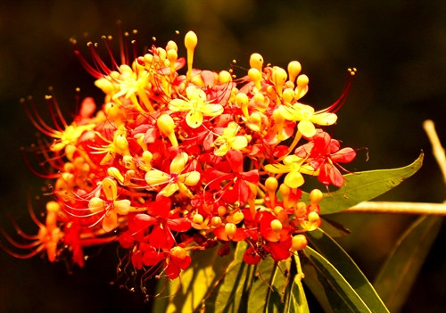 Sắc màu rực rỡ của hoa vàng anh